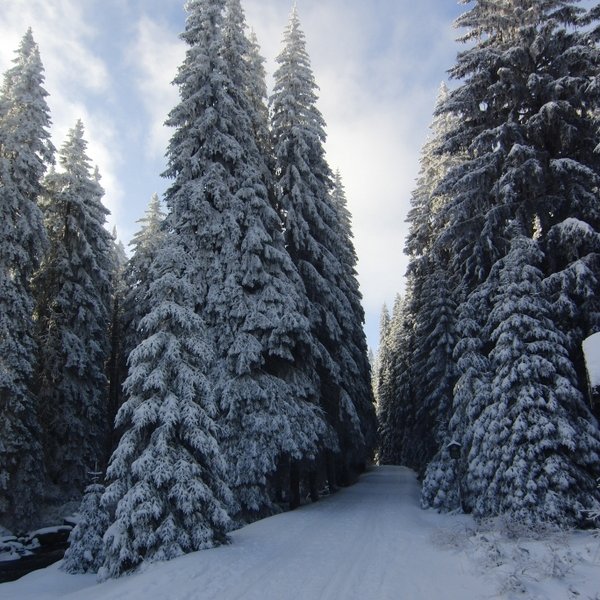 Zimní Šumava