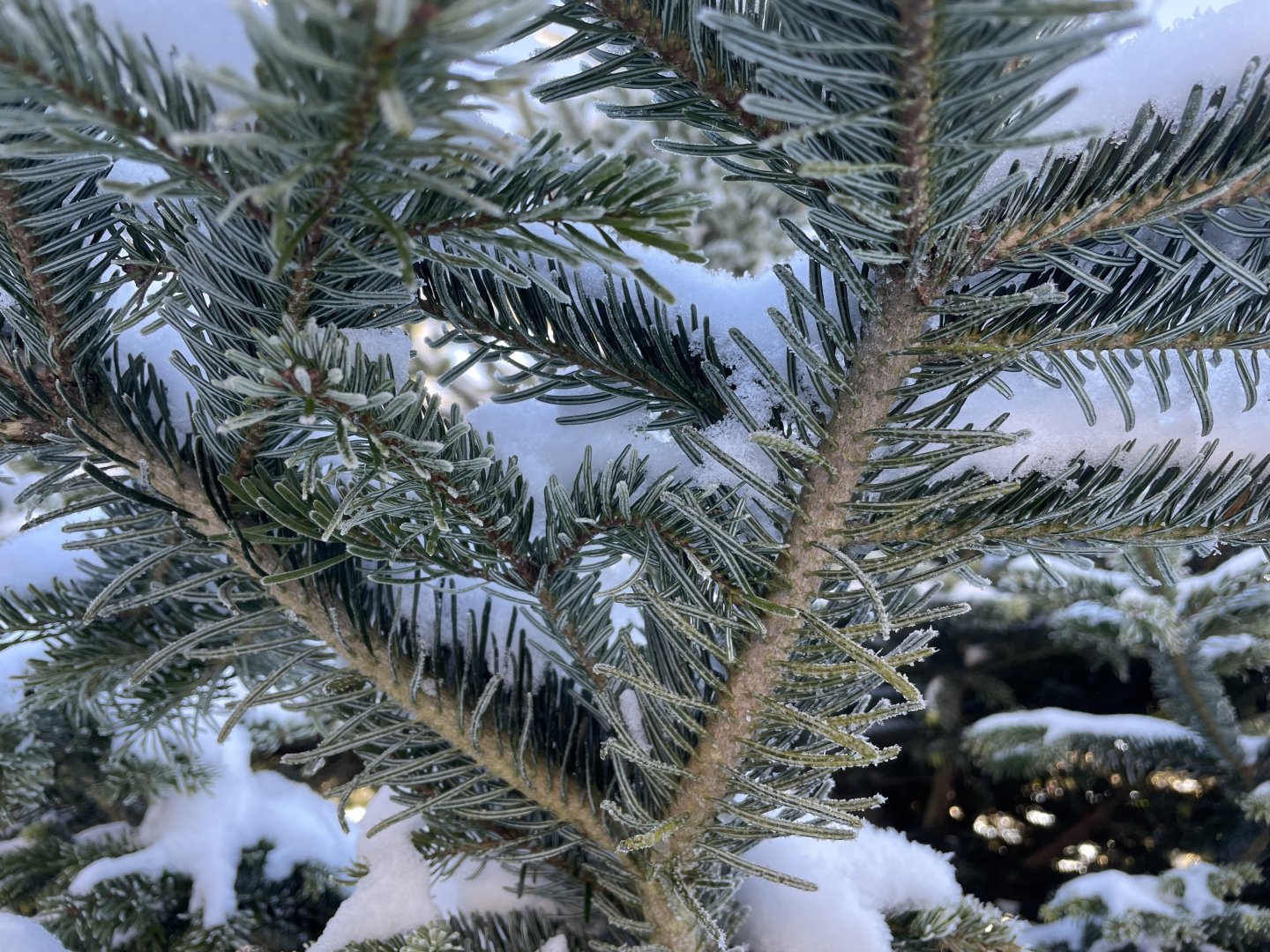 Winter season 2025/2026