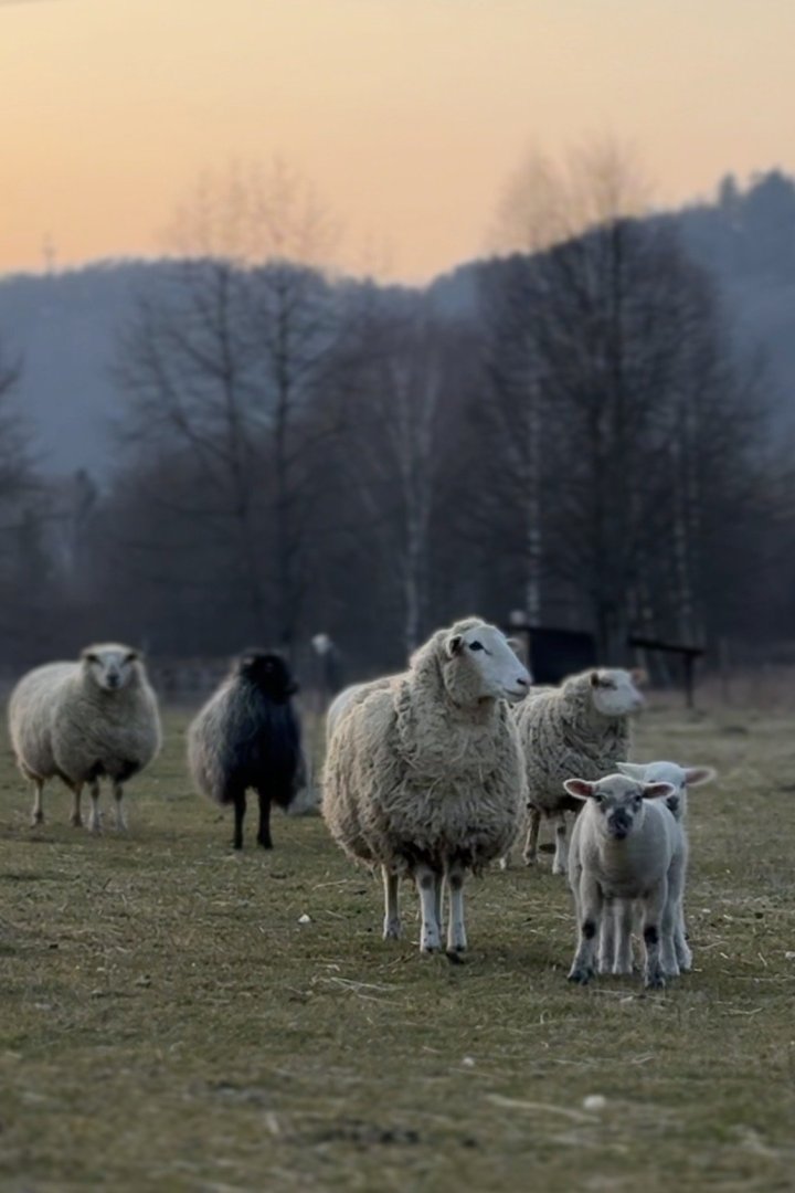 Máme jehňátka