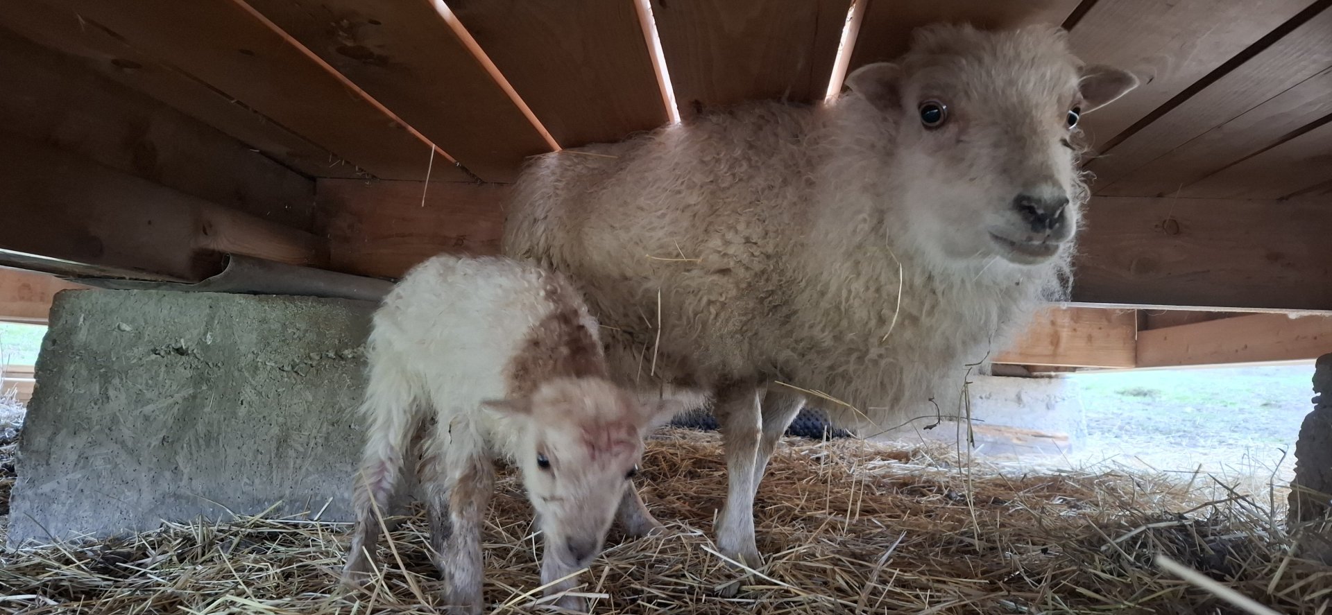 Nové přírůstky - jehňata