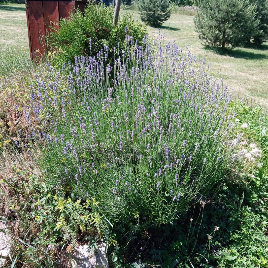 Lavender