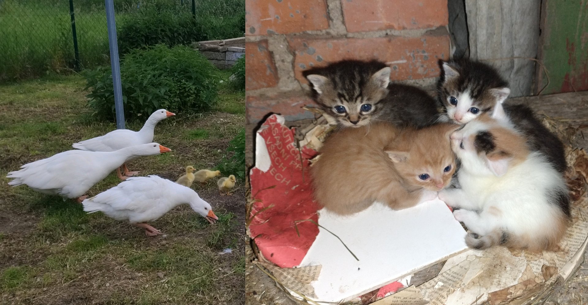 Kittens and goslings