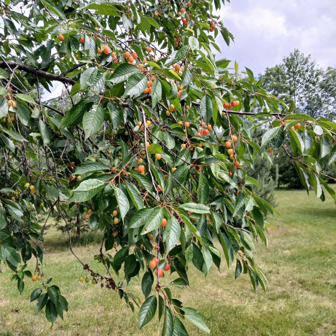 Yeah, the cherries are ripening...
