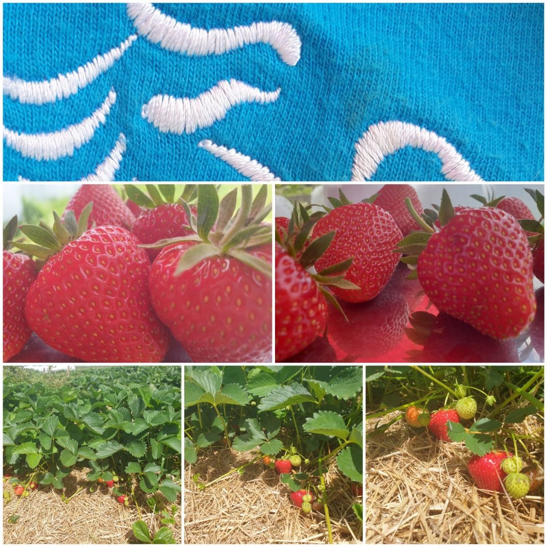 Self-picking strawberries