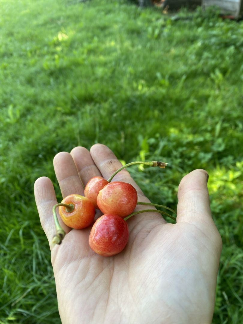 A Time of Red Delight