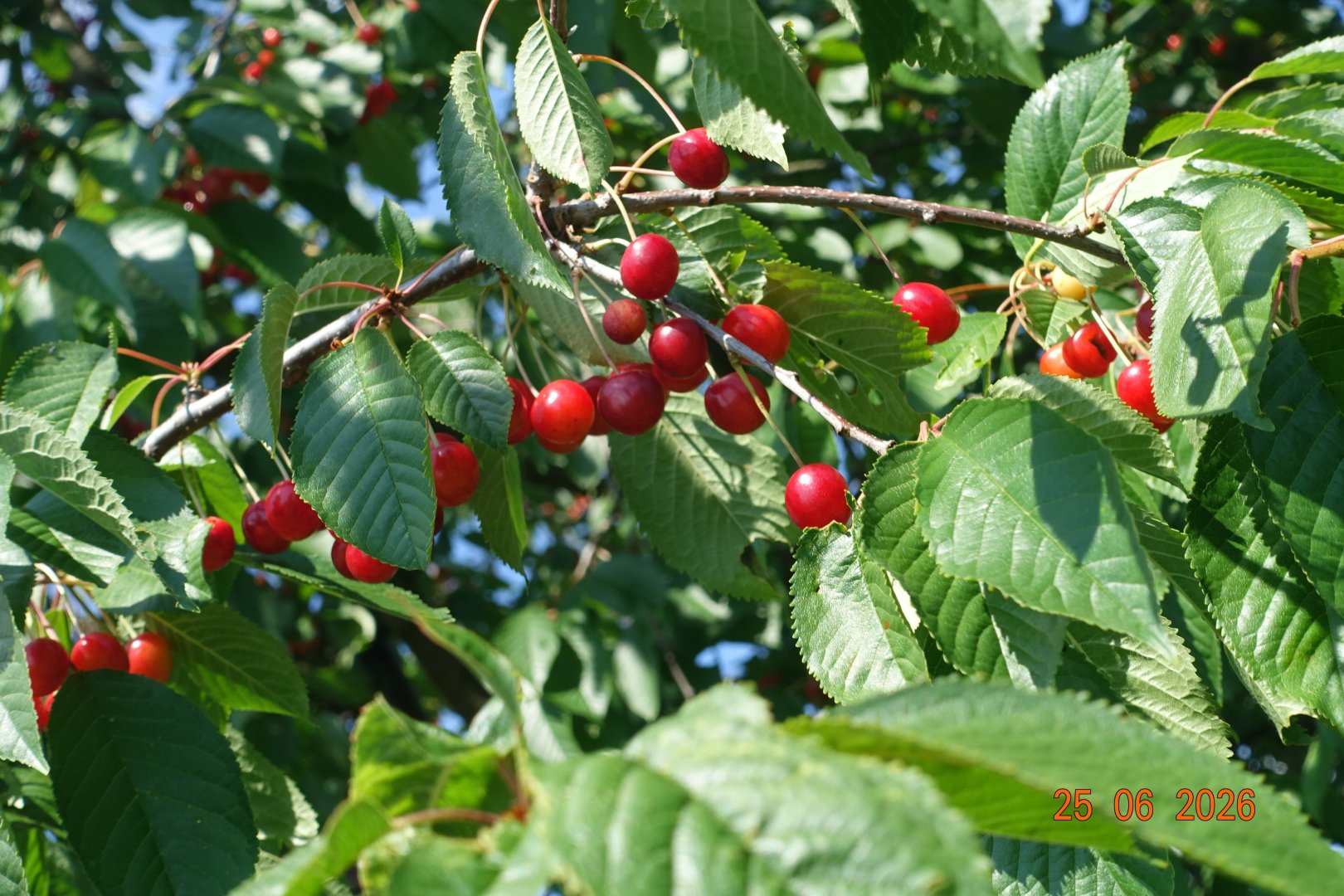 Ripe cherries—available; black currants are also available nearby