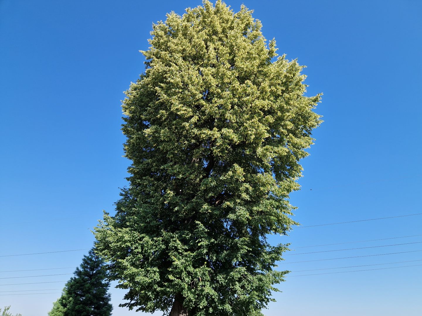 Come pick some fragrant linden blossoms 