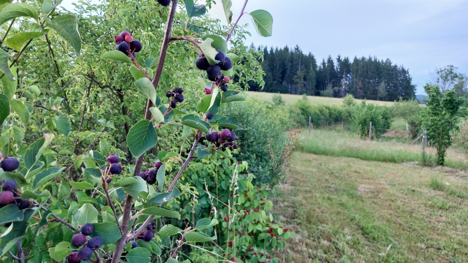 The serviceberry has ripened
