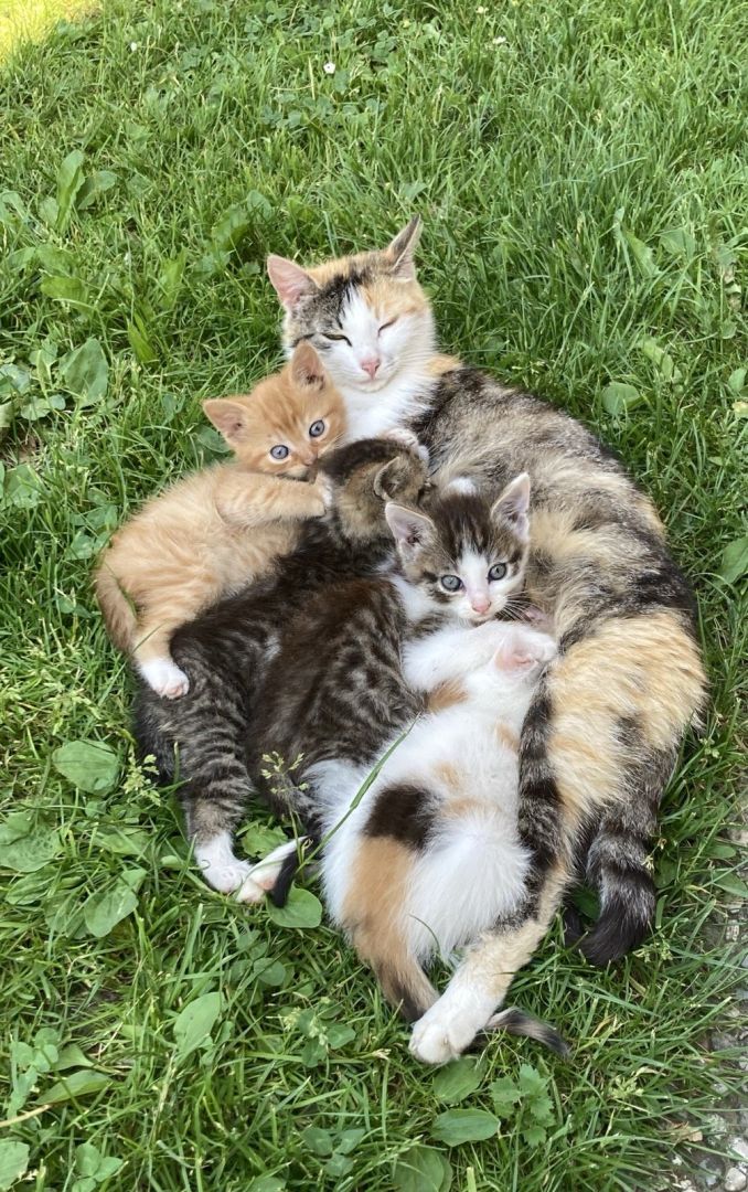 The kittens are growing
