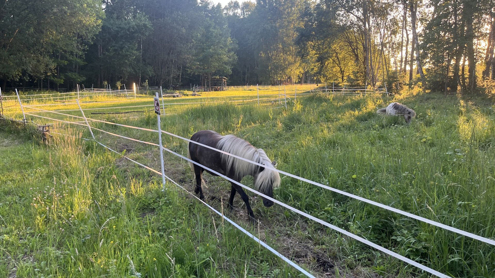 Mini koníci