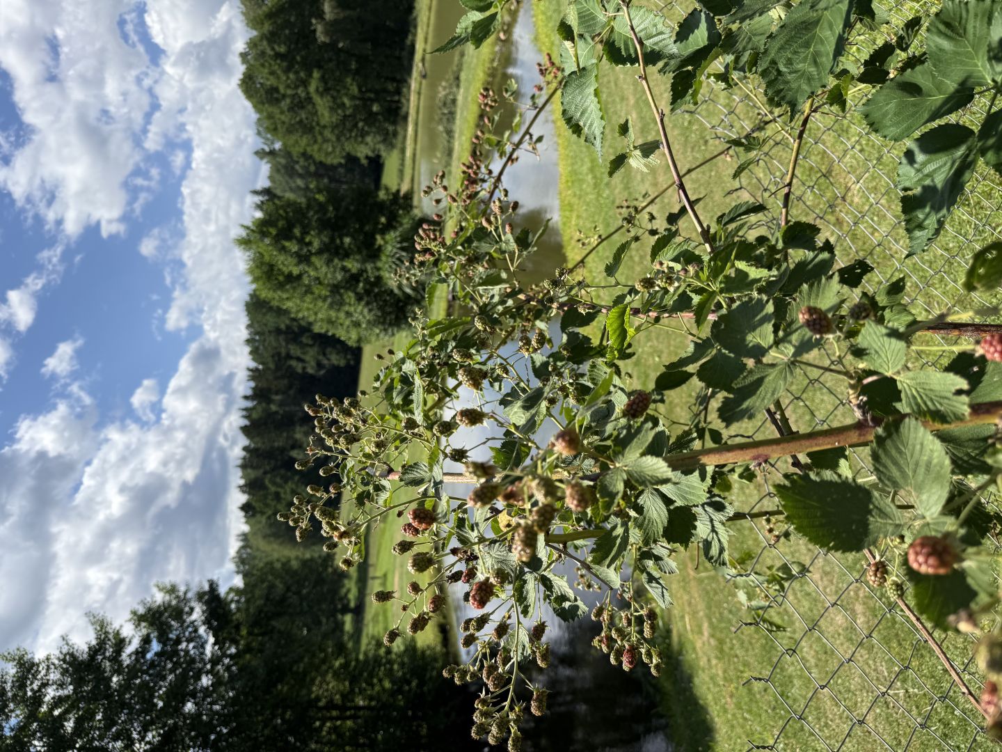 Blackberries 