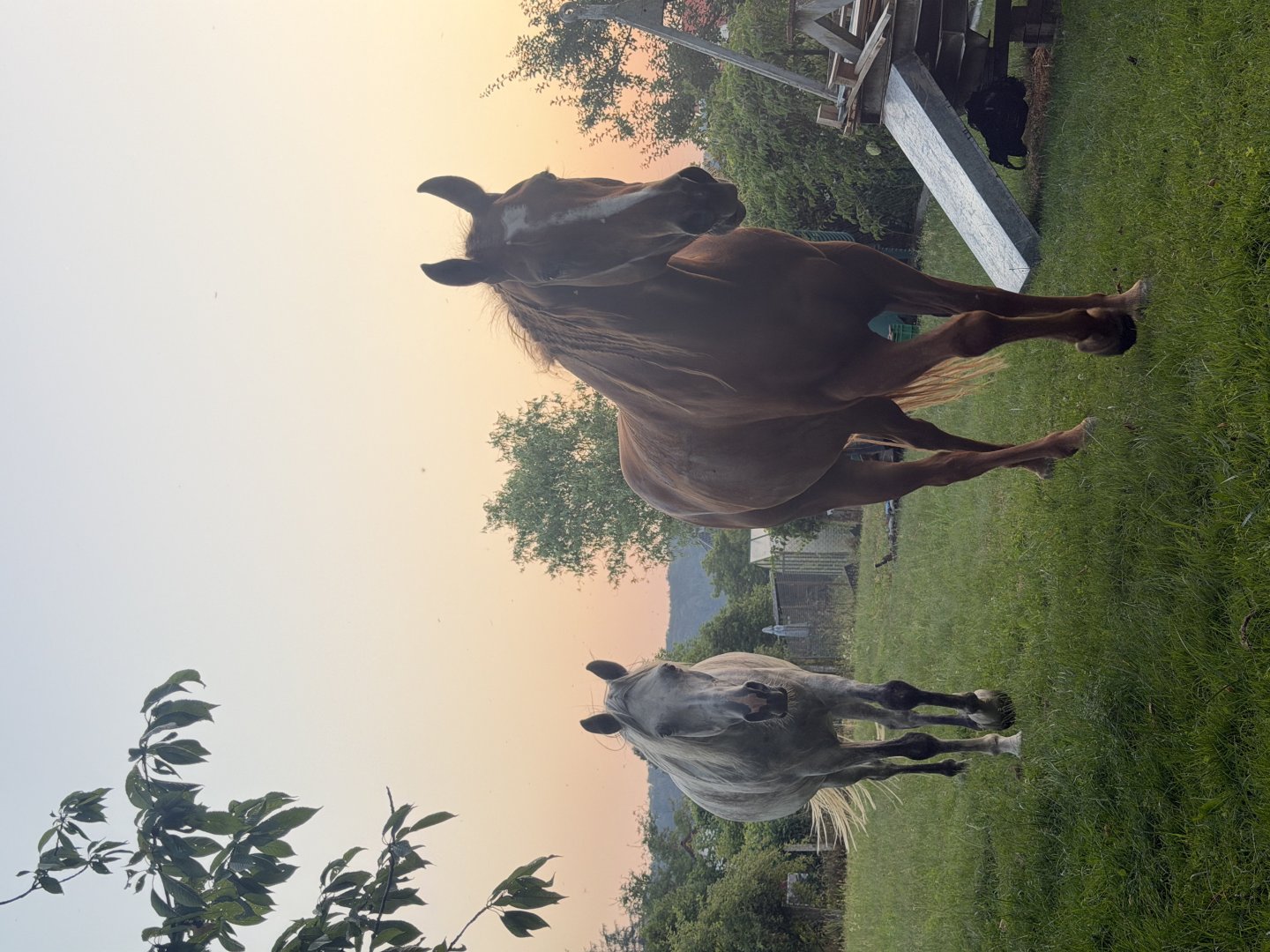 Horses on the property