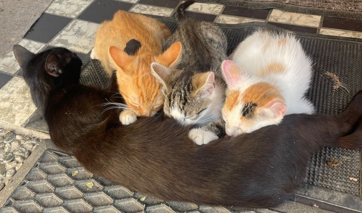 The kittens are growing