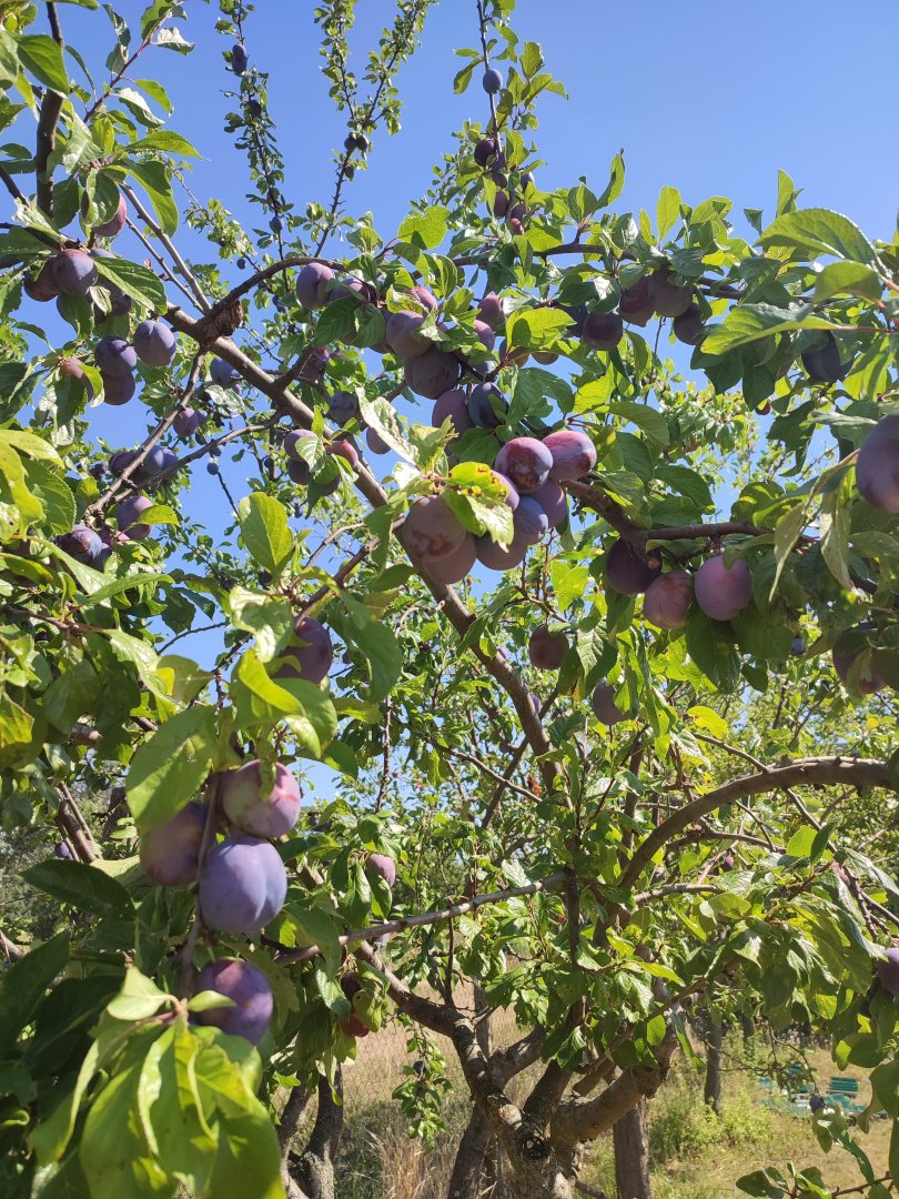 Plums