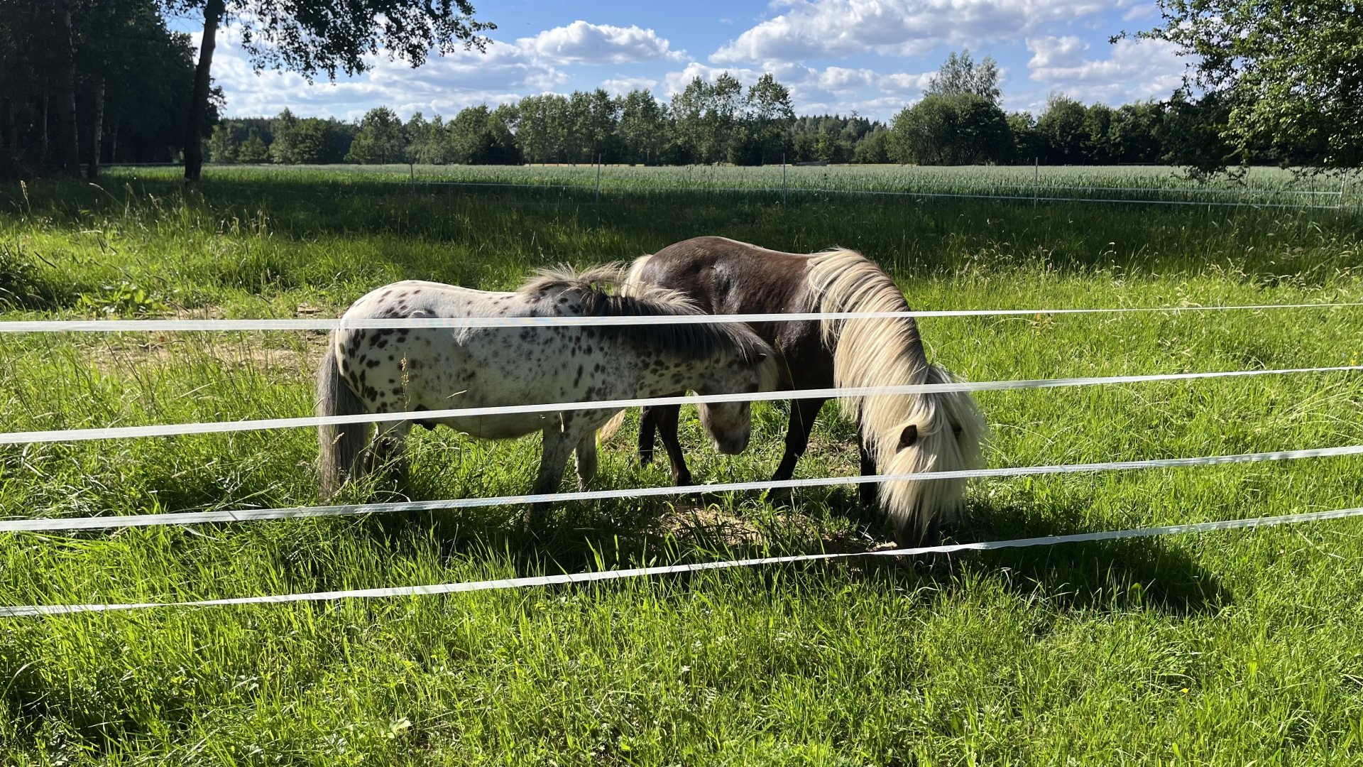 Miniature horses grazing. 