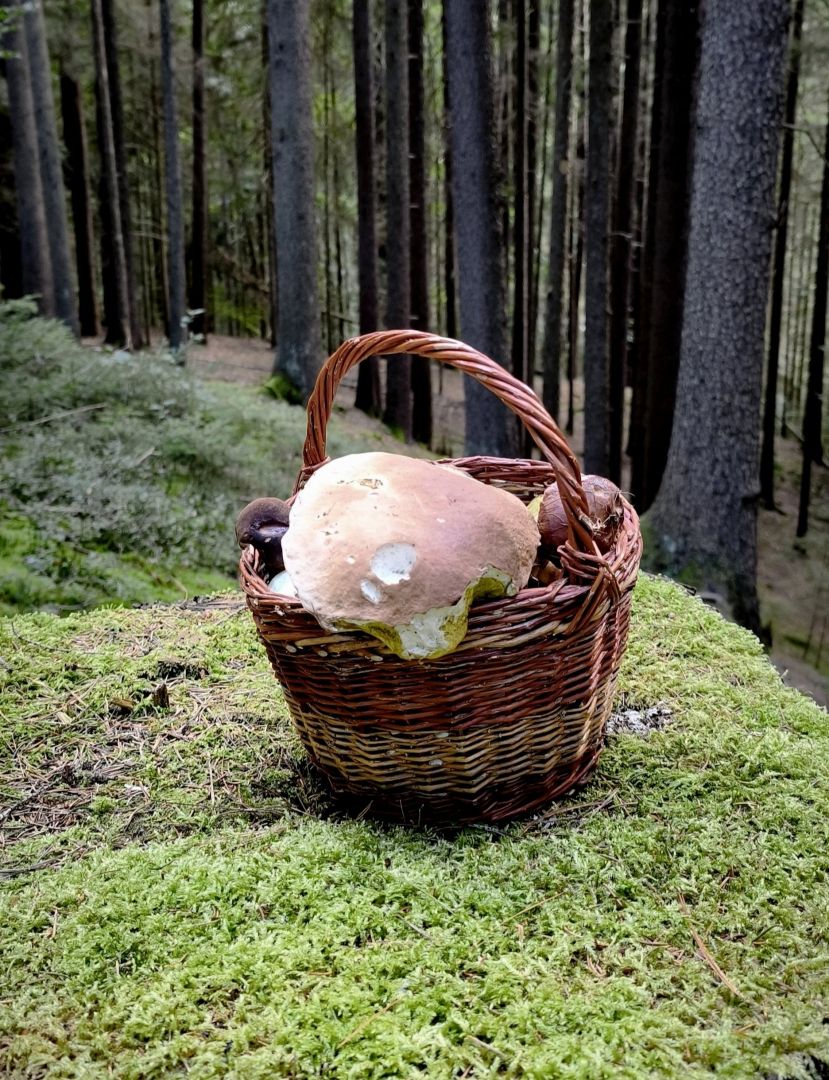 Mushrooms everywhere you look 
