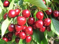 Ripening cherries