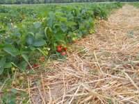 Self-picking strawberries