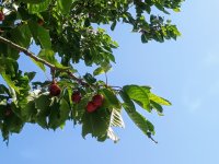 Ripe cherries