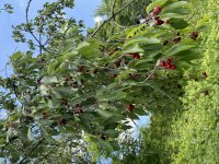 Reife Kirschen