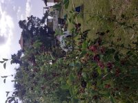 The fruit is ripening.