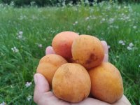 Fruit tasting