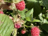 Ripe wild strawberries and raspberries.