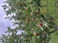 2.8 from 10 a.m. to 2 p.m. Summer Organic Apple Picking