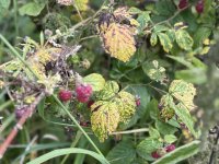 Raspberries
