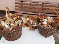Die Pilzsaison hat begonnen :)