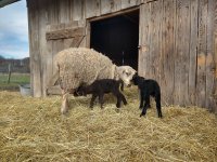 Máme malá jehňátka, zatím dvojčátka ovečku a beránka, ale další ovečky budou rodit coby dup ... 